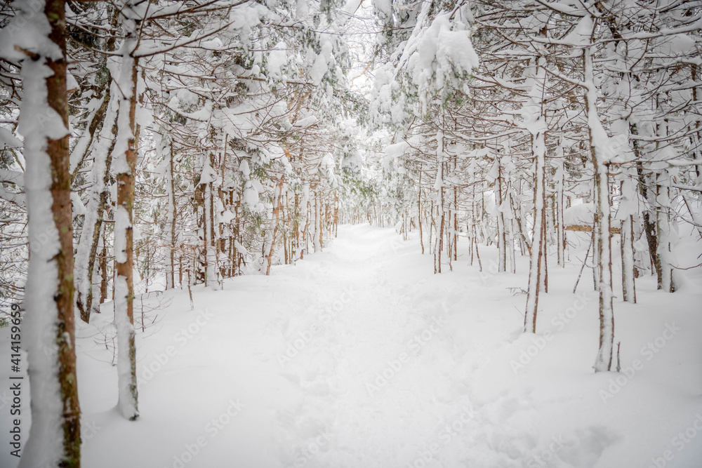 A snow covered hiking trail through the woods