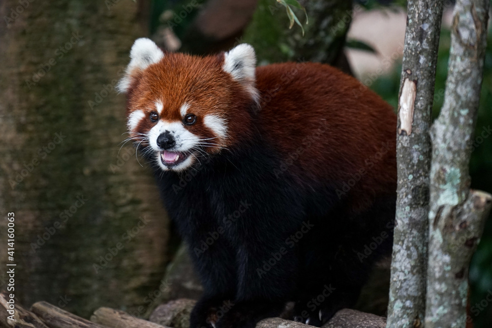 Smiling red panda Smiling red panda