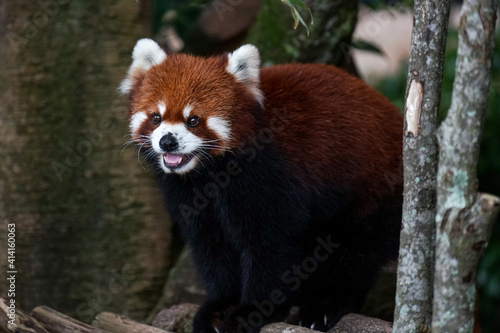 Smiling red panda