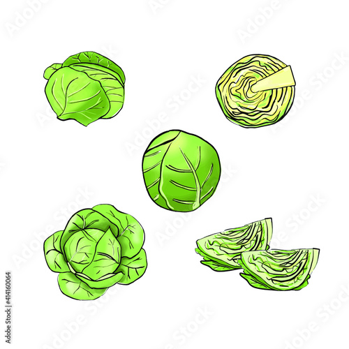 Set of cartoon hand drawn cabbage isolated on white. Vector illustration. head of beef, slice, half, whole, top view vegetable.