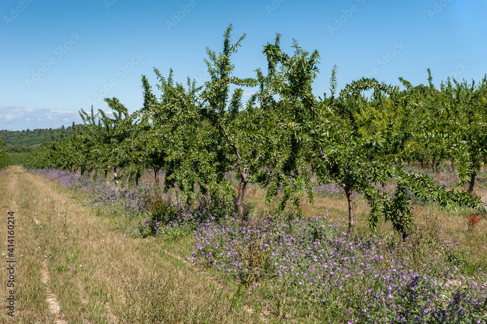 Pfirsichplantage in der Provence