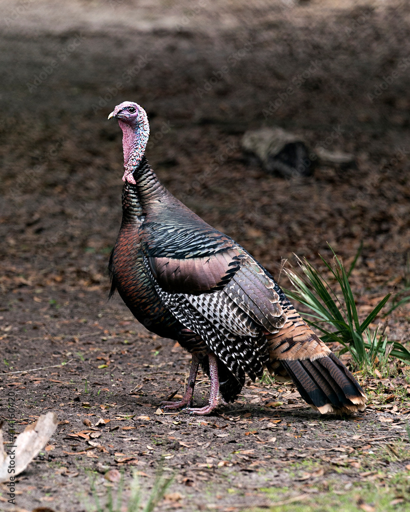 Wild turkey stock photos. Closeup profile view with background