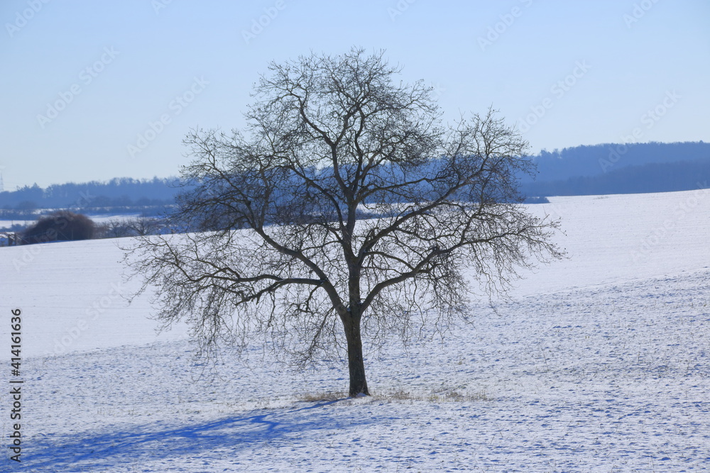 Einzelner Baum im Winter ohne Blätter vor einem blauen Himmel Einzelner Baum im Winter ohne Blätter vor einem blauen Himmel