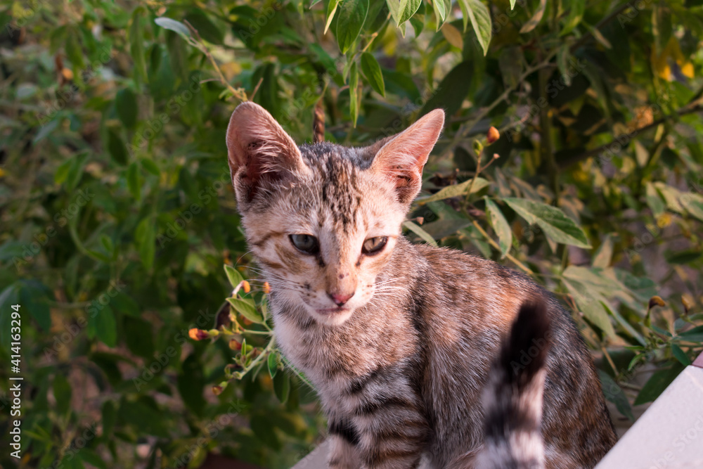 Fototapeta premium Cute Little kitten in the park