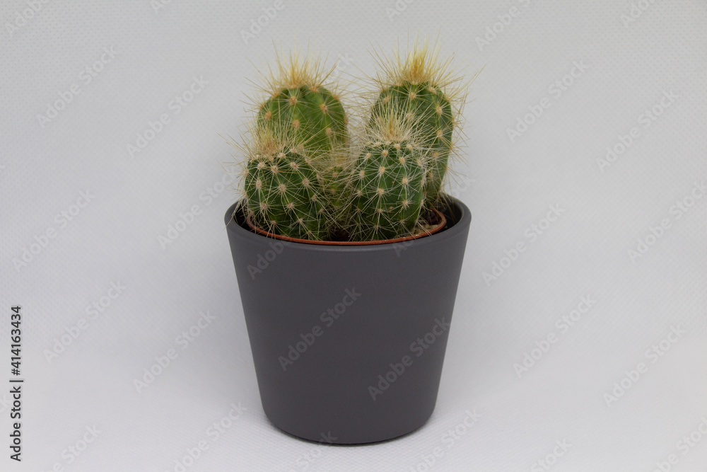 cactus in a pot cactus in a pot