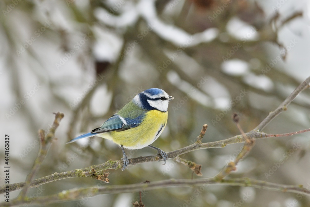 Blue Tit sitting on the branch in snowy winter garden Blue Tit sitting on the branch in snowy winter garden
