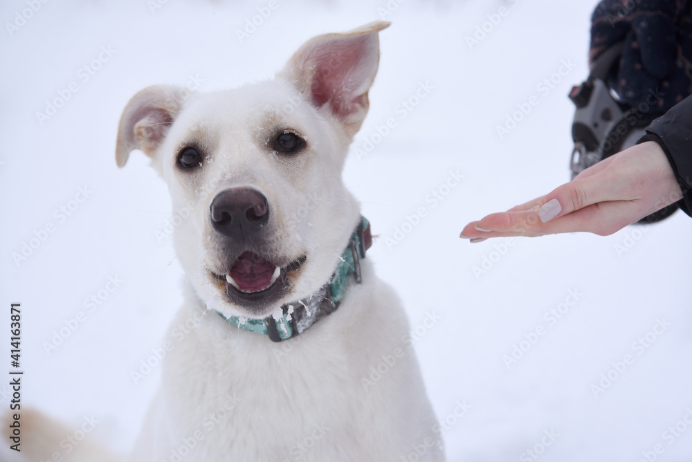 Obraz premium White Dog