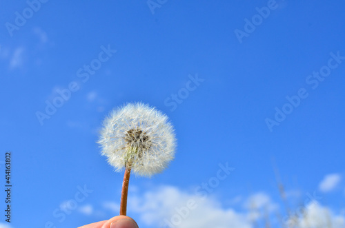 Dandelion seeds in the sunlight blowing away across a fresh green morning background 