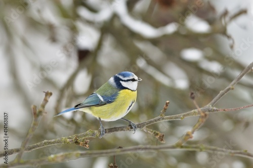 Blue Tit sitting on the branch in snowy winter garden