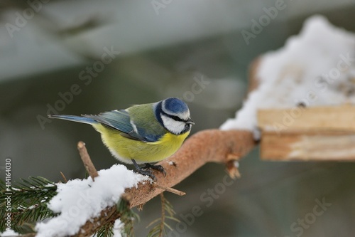 Feeding the blue titmouse with sunflower seeds in the garden in snowy winter