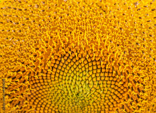 macro of the texture of a sunflower