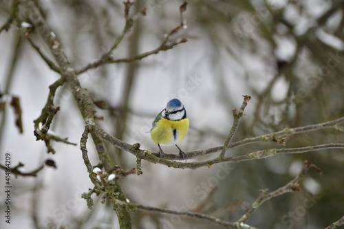Blue Tit sitting on the branch in snowy winter garden © Pavol Klimek