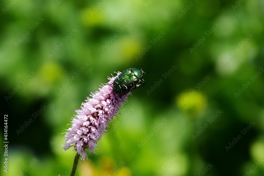 Fototapeta premium caterpillar on a flower