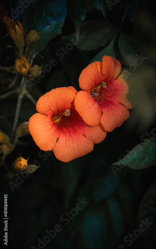 Enredadera de trompa o Campsis radicans es una especie botánica de enredadera grande y vigorosa de la familia de las Bignoniaceae, notable por sus vistosas flores en forma de trompa  photo