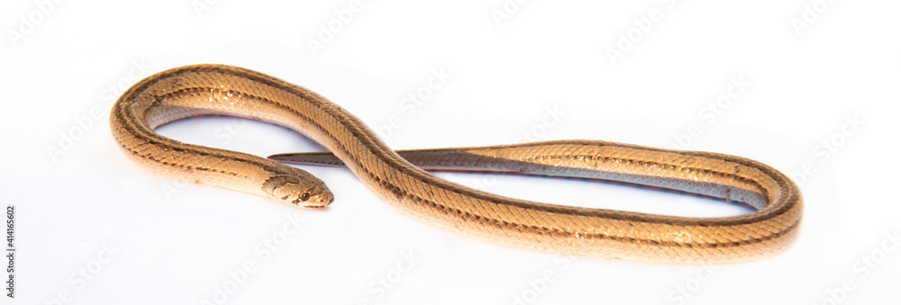 The little snakes, Childhood, The yellow body has a side pattern,Curled up, with a shadow of sunlight on the body, on white isolated background. The little snakes, Childhood, The yellow body has a side pattern,Curled up, with a shadow of sunlight on the body, on white isolated background.