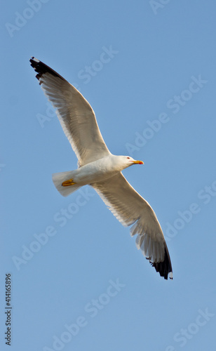 seagull