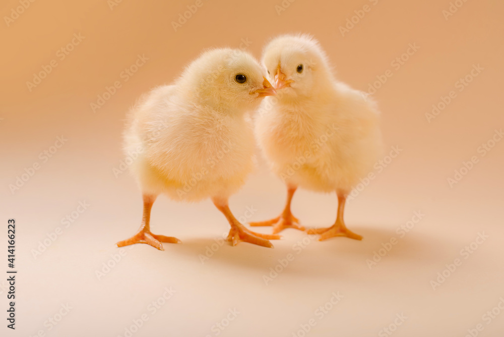 Image of two newborn fluffy fledgling chicken.