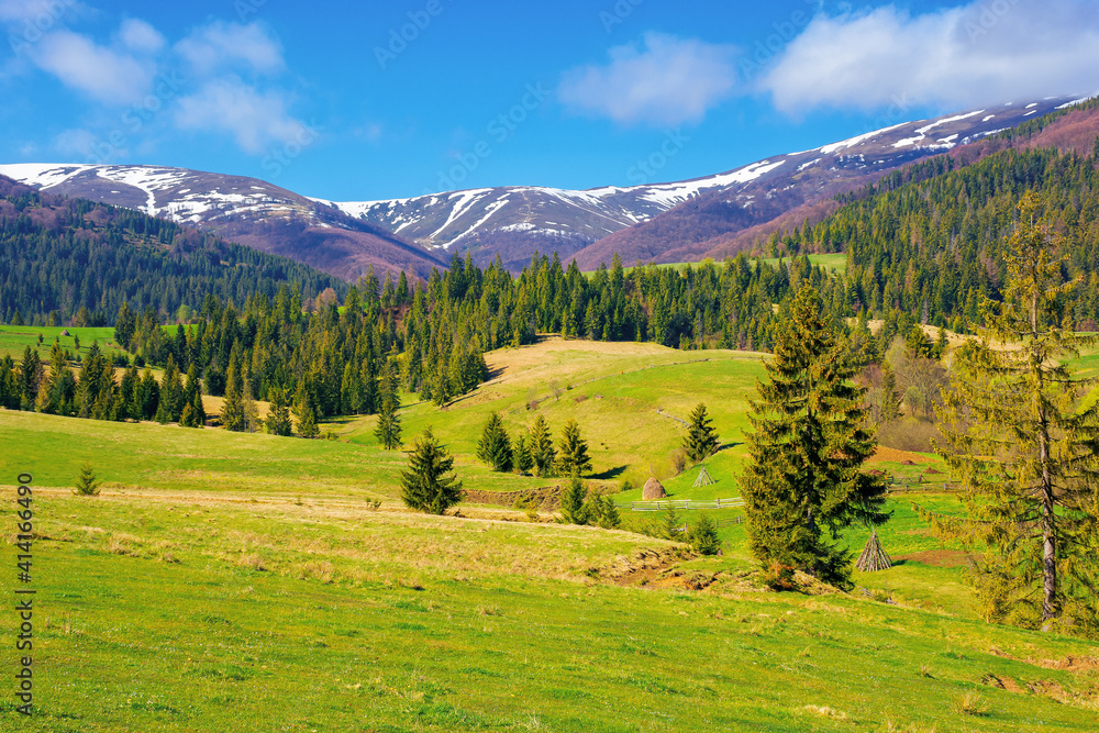 mountainous countryside in spring. rural fields and pastures in green grass. spruce forest on the rolling hills. distant alpine meadows of borzhava ridge in snow. sunny day in carpathians, ukraine