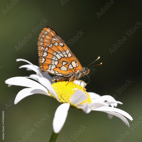 Scarce Fritillary photo