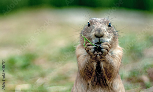 Hamster