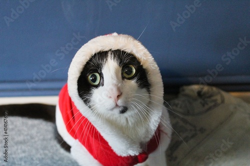 Gato Santa Claus