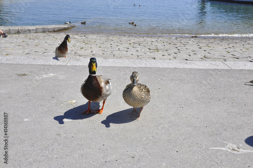 ducks on the beach