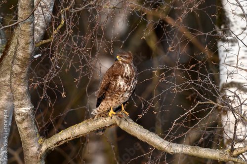 Common buzzard // Mäusebussard (Buteo buteo) photo