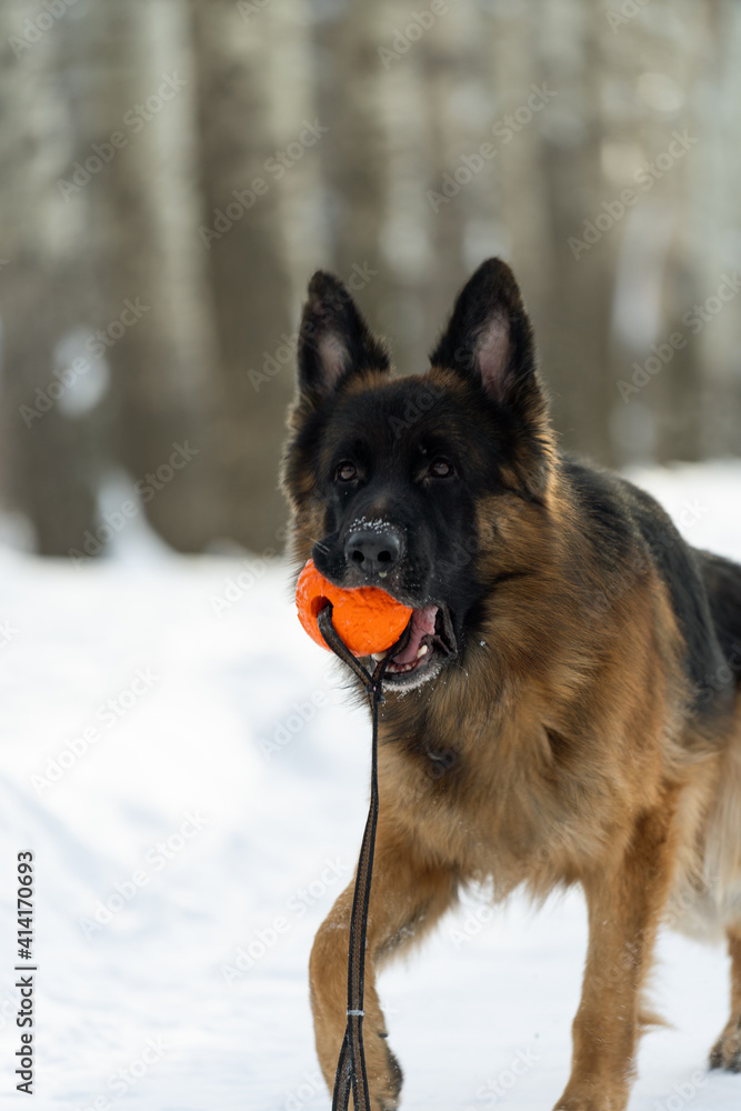 Portrait of a German Shepherd who holds an orange ball in his teeth Portrait of a German Shepherd who holds an orange ball in his teeth