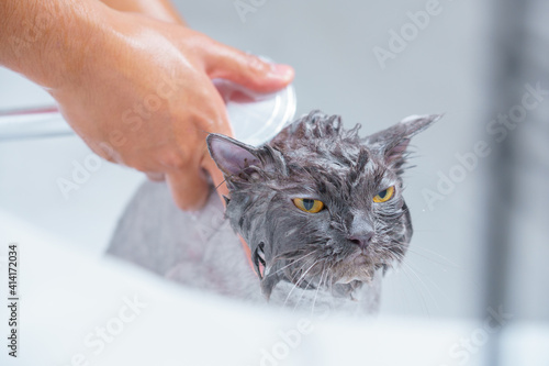 Soft focus and noise and grain. Hairdresser doing beauty care angry wet relaxing a bath or beauty salon for boring persian cat or kitten and Yellow eyes fierce or shower in groomer salon grooming.