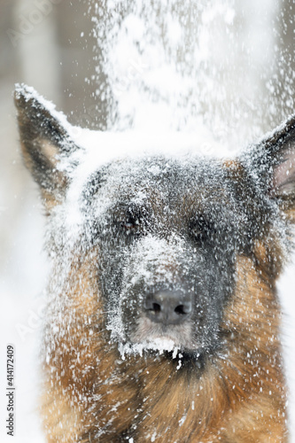 Snow falls from above on the dog. Portrait of a German Shepherd on which falls snowball
