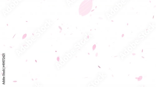 桜が舞い散る映像　Sakura. Cherry blossom.