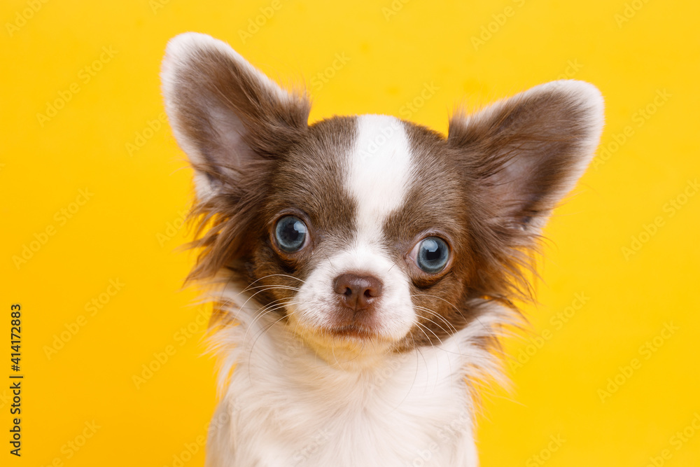 Portraite of cute puppy chihuahua. Little smiling dog on bright trendy yellow background. Free space for text. Portraite of cute puppy chihuahua. Little smiling dog on bright trendy yellow background. Free space for text.