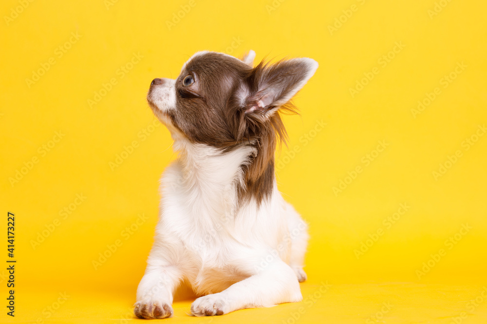 Portraite of cute puppy chihuahua. Little smiling dog on bright trendy yellow background. Free space for text. Portraite of cute puppy chihuahua. Little smiling dog on bright trendy yellow background. Free space for text.