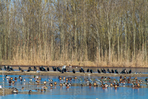 geese in flight photo