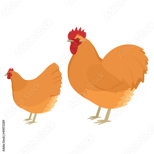 Orpington Breed of chickens Vector illustration Isolated object