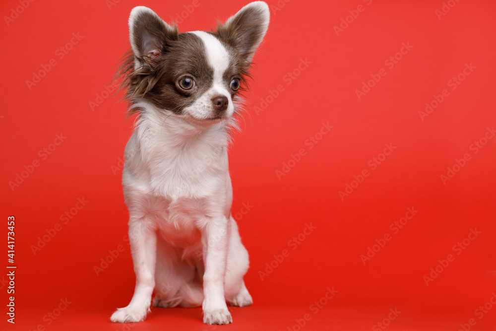 Portraite of cute puppy chihuahua. Little smiling dog on bright trendy red background. Free space for text. Portraite of cute puppy chihuahua. Little smiling dog on bright trendy red background. Free space for text.