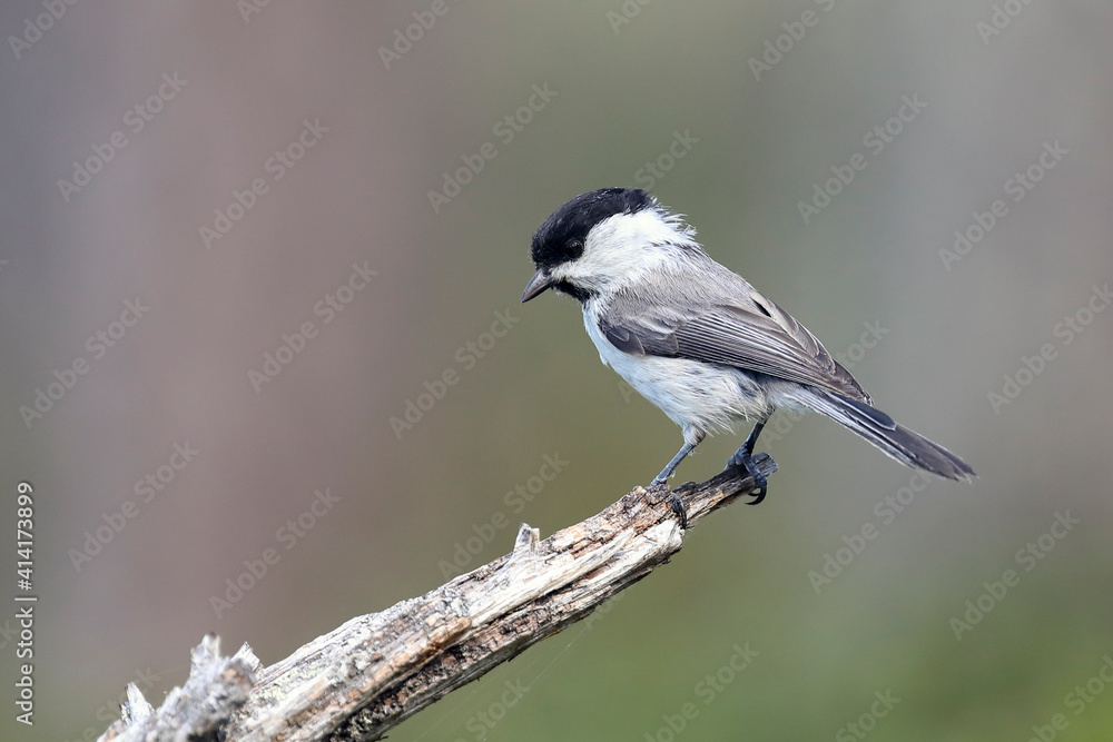 willow tit willow tit