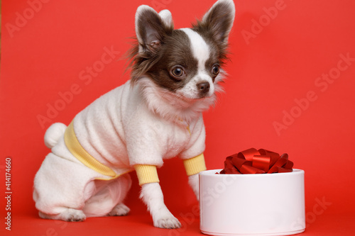 Portraite of cute puppy chihuahua. Little smiling dog with gift box on bright trendy red background. Free space for text.