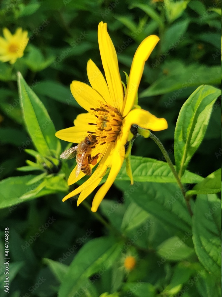 Fototapeta premium bee on yellow flower