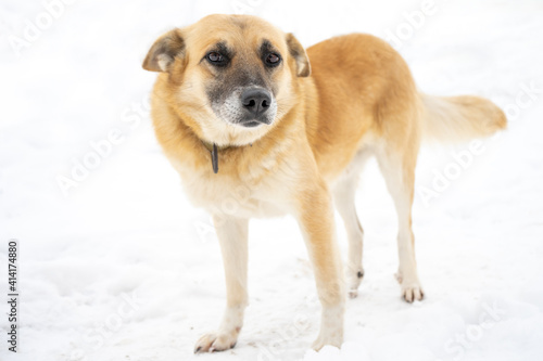 Full-length portrait of a dog on a background of white snow © Liova Pathfinder