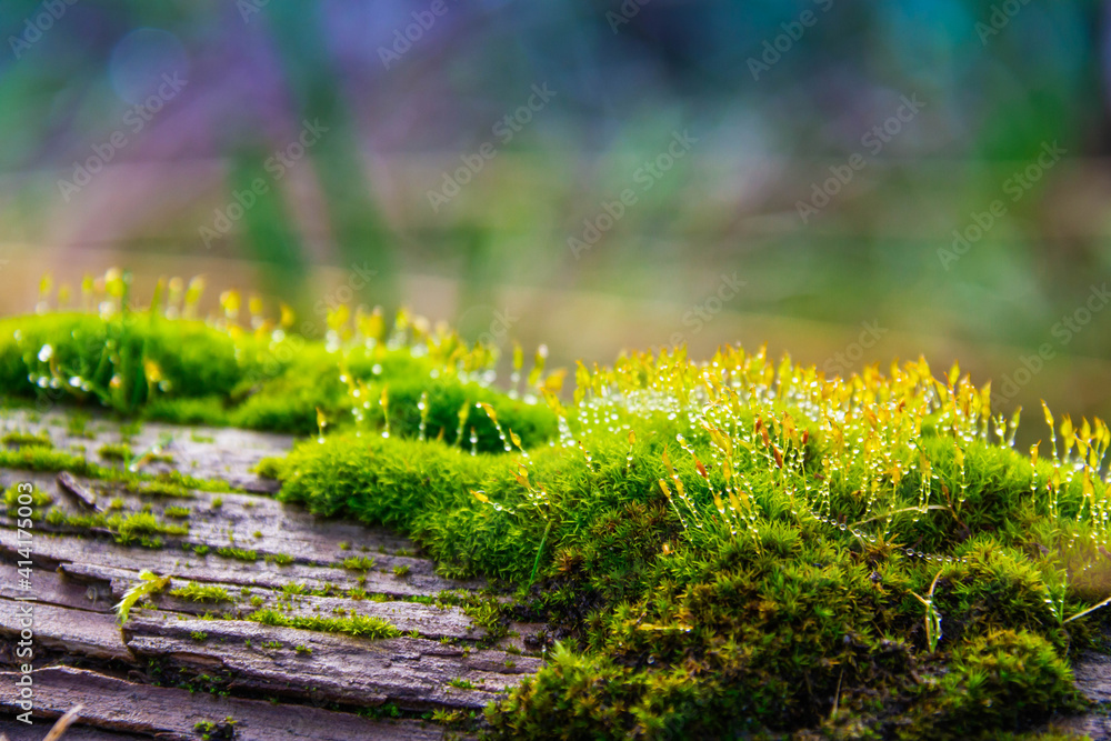 Close up of wet moss on a log with water droplets and a bokeh effect. Close up of wet moss on a log with water droplets and a bokeh effect.