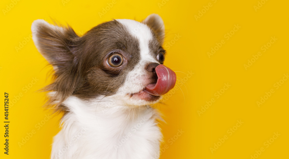 Portraite of cute puppy chihuahua licking lips. Little smiling dog on bright trendy yellow background. Free space for text. Portraite of cute puppy chihuahua licking lips. Little smiling dog on bright trendy yellow background. Free space for text.