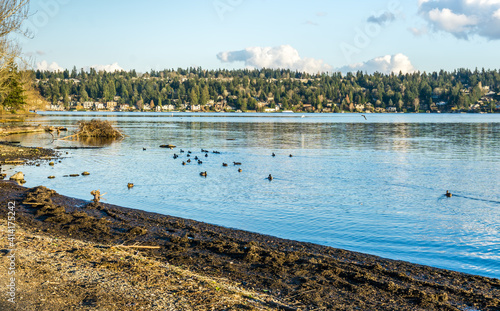 Birds And Mercer Island 3 photo