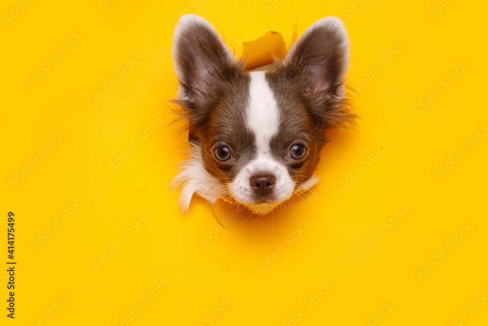 Portraite of cute puppy chihuahua climbs out of hole in colored background. Little smiling dog on bright trendy yellow background. Free space for text. Portraite of cute puppy chihuahua climbs out of hole in colored background. Little smiling dog on bright trendy yellow background. Free space for text.