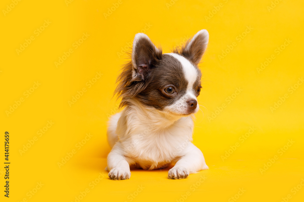 Portraite of cute puppy chihuahua. Little smiling dog on bright trendy yellow background. Free space for text.
