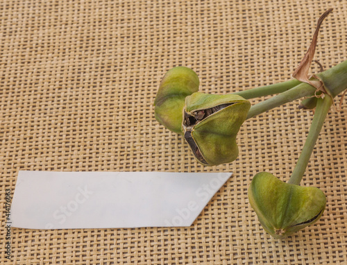 Hippeastrum (Amaryllis) Seed Boll and empty tag photo