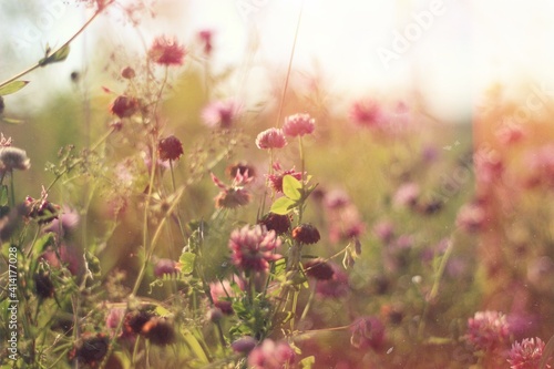 flowers in the field