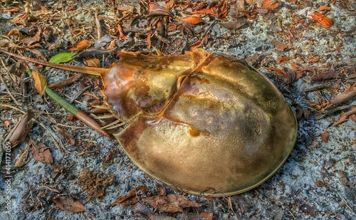 horseshoe crab