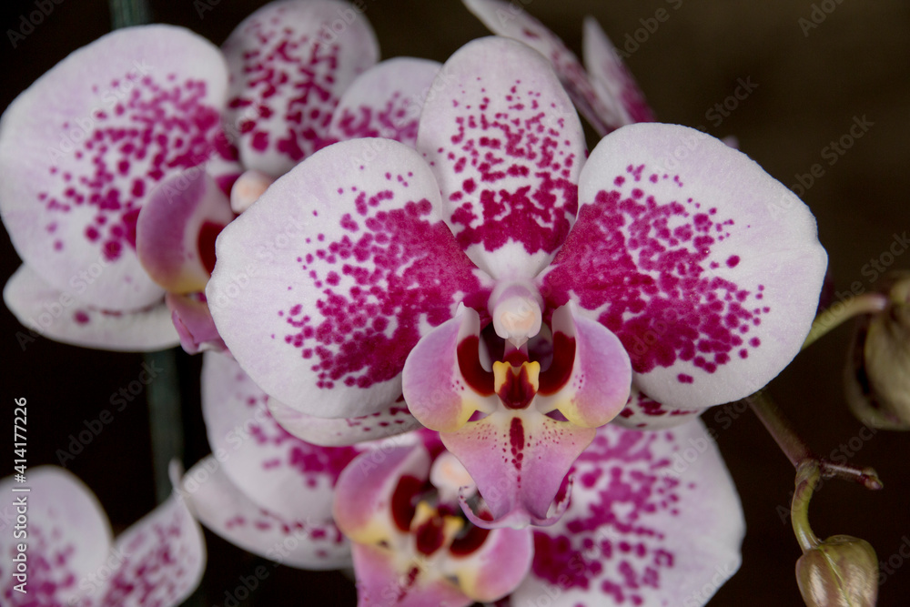 orquideas orquideas