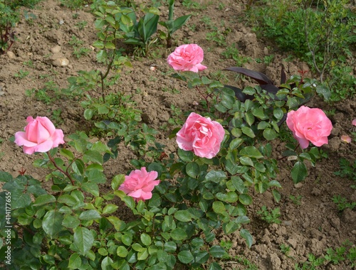 pink roses in garden
